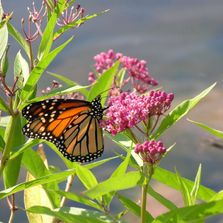 butterfly