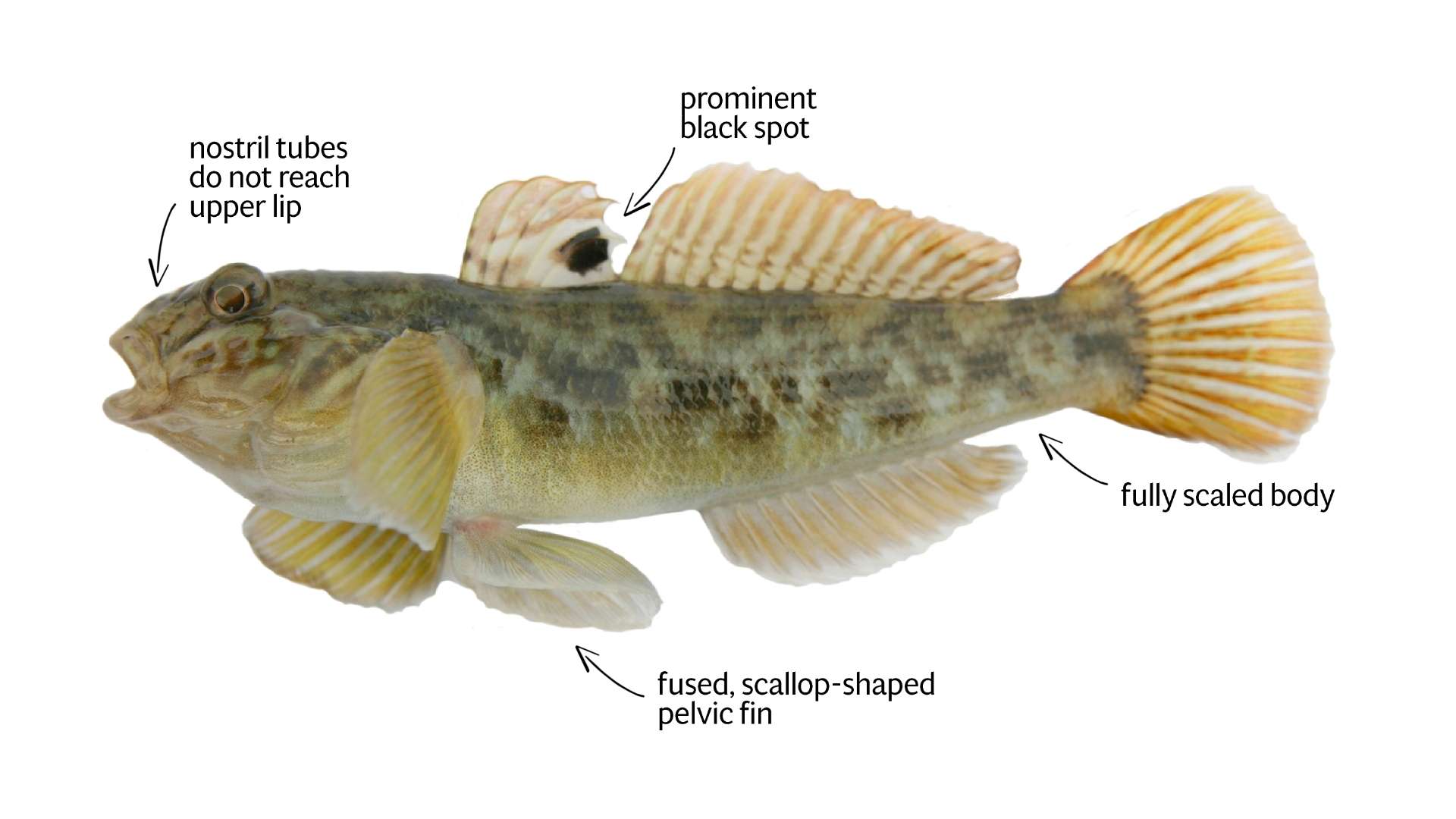 Image courtesy of the Ontario Invasive Species Centre.