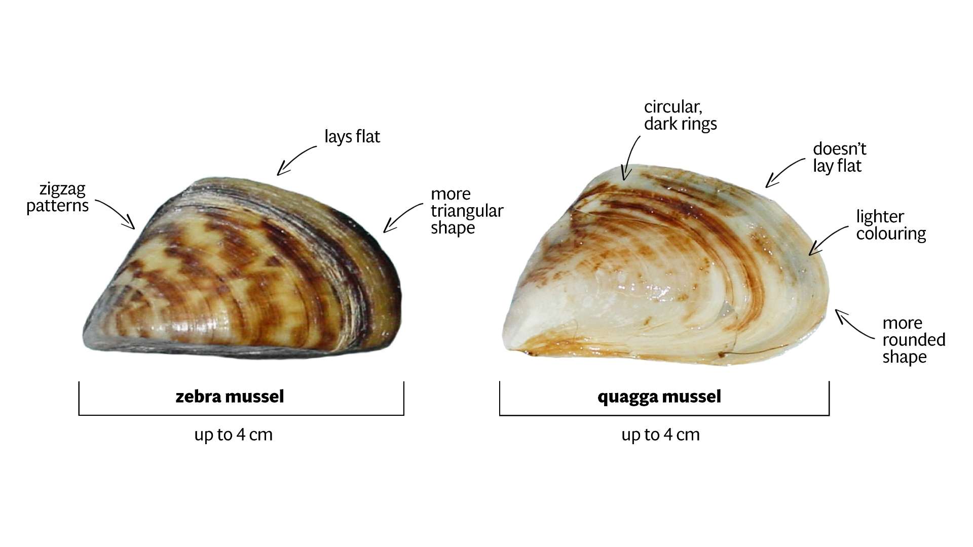 Image courtesy of the Ontario Invasive Species Centre.